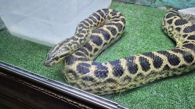 Фото: телеканал «Краснодар»