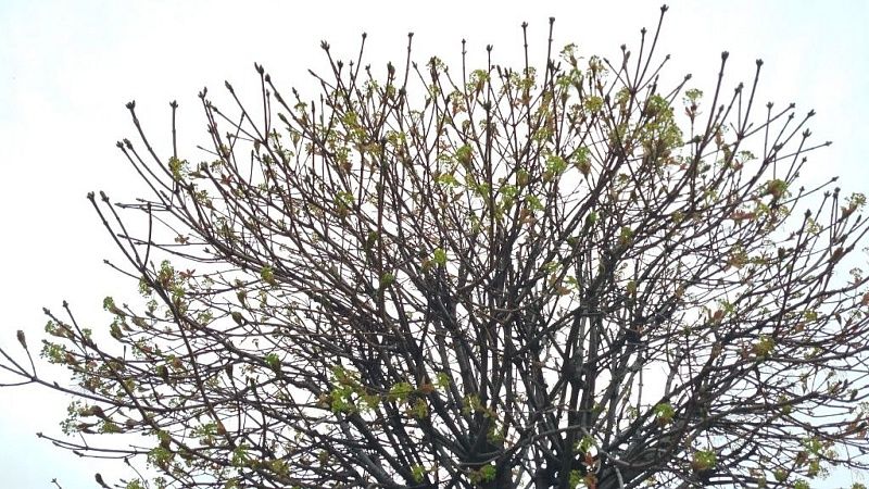 Активисты пересадят деревья со стройки коллектора в сквере Ушакова в Краснодаре