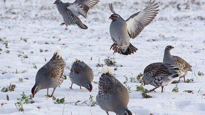 Стая куропаток захватила подоконники многоквартирного дома в Звенигороде