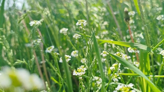 На загрязнённый фекалиями Парк Победы пожаловались жители Казани 