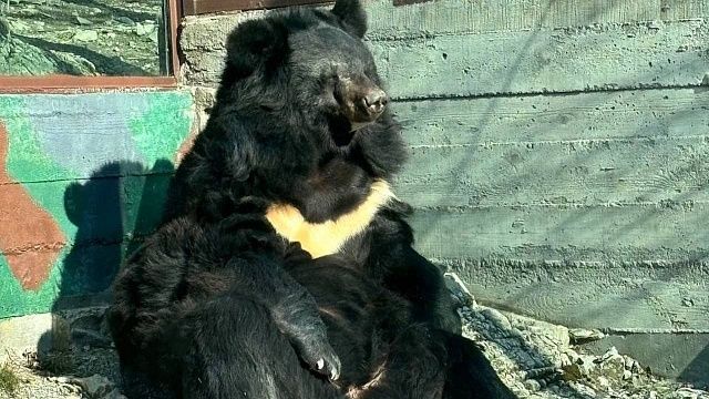 Голыми руками достали застрявшего в яме медведя работники завода на Камчатке