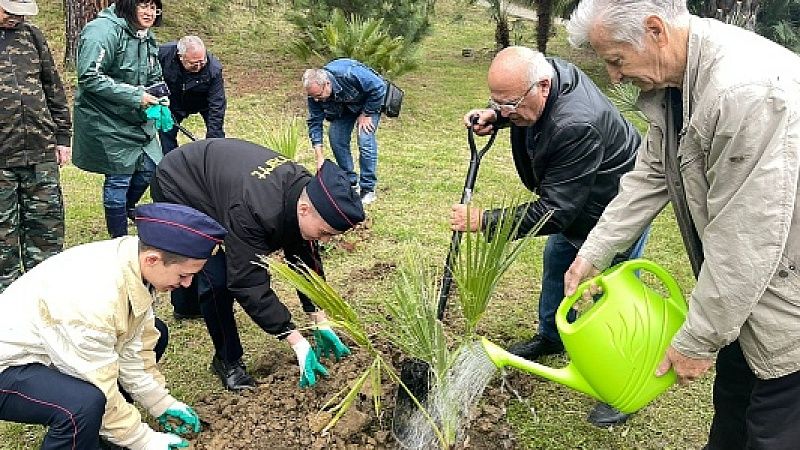 Пальмы высадили к 80-летию Великой Победы в Сочинском нацпарке