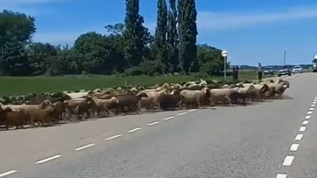 Фото: скрин с видео администрации Крымского района