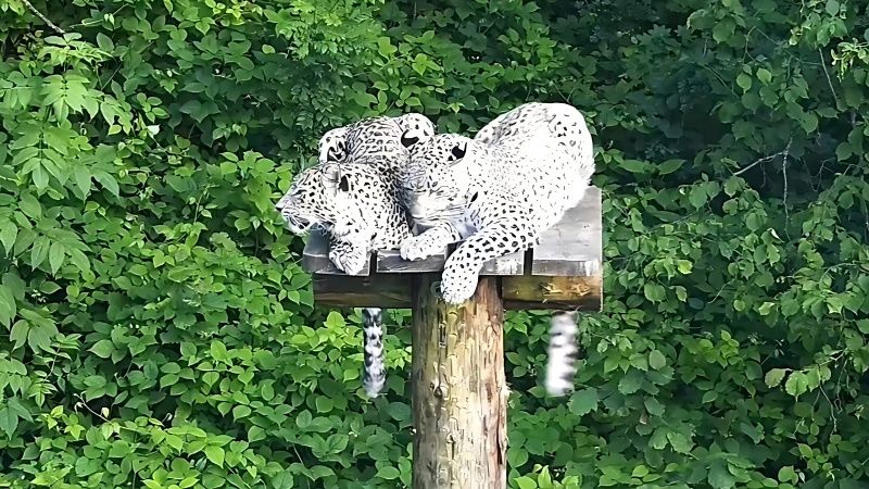 Из-за инвалидности матери леопард Казбек сам научится охотиться в питомнике Сочи