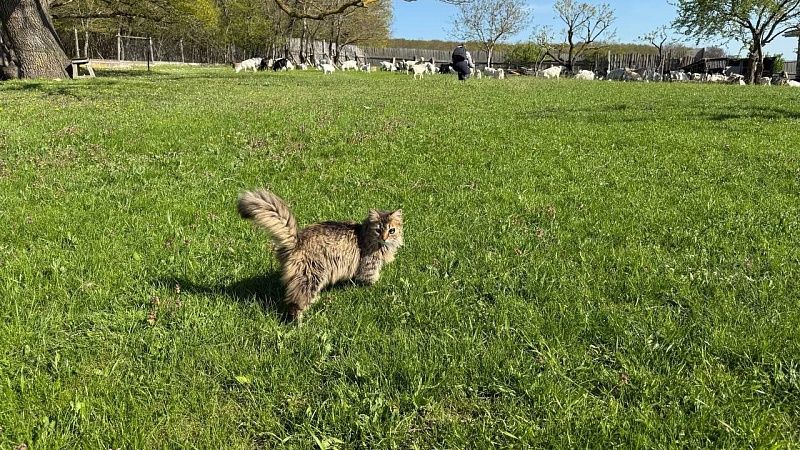 Поиски кошки организовал депутат заксобрания Иркутска