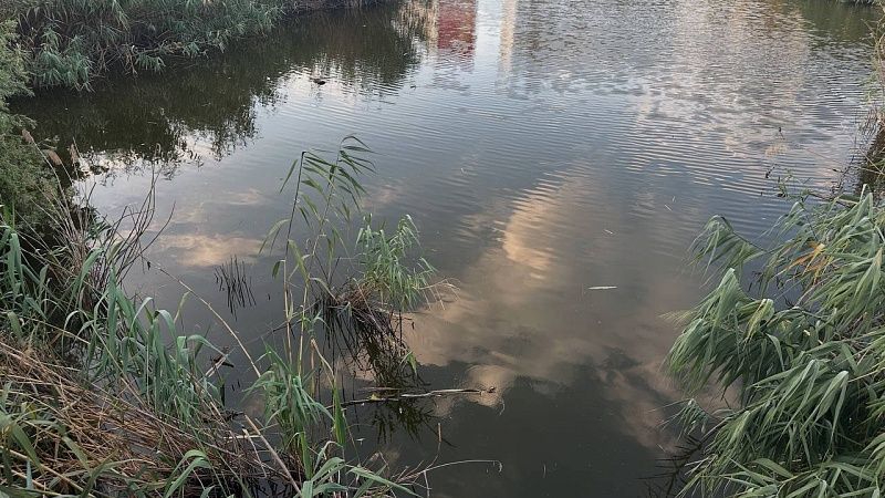 В ядовито-зеленый цвет окрасилось озеро Ханка в Приморье