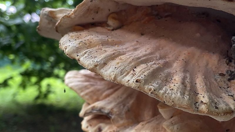 Педиатр Олешкевич объяснила, что делать при отравлении ребёнка грибами