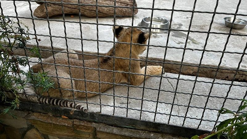 Замеченного на поводке львенка в московском ЖК передали в парк «Земля прайда»