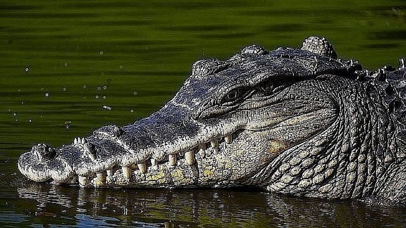 В Малайзии мужчина сумел вырваться из пасти крокодила, нанеся удар по его глазам