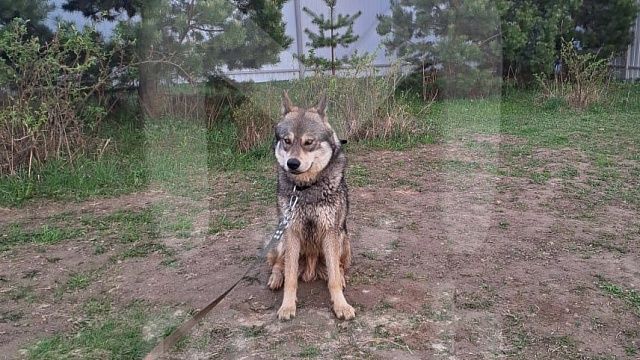 Ручной волк сбежал от хозяина и разгуливает в одной из деревень Подмосковья