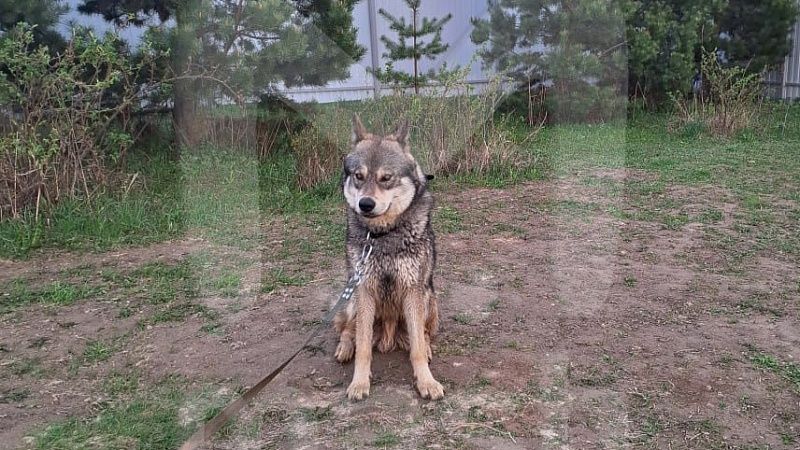 Ручной волк сбежал от хозяина и разгуливает в одной из деревень Подмосковья
