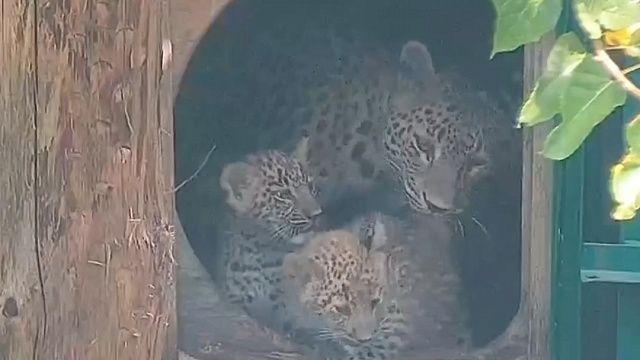 Трехмесячным леопардам-близнецам в Сочи провели повторную вакцинацию
