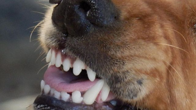 Суд вынес приговор руководителю санатория, где собаки загрызли 12-летнюю шахматистку Фото: pxhere.com
