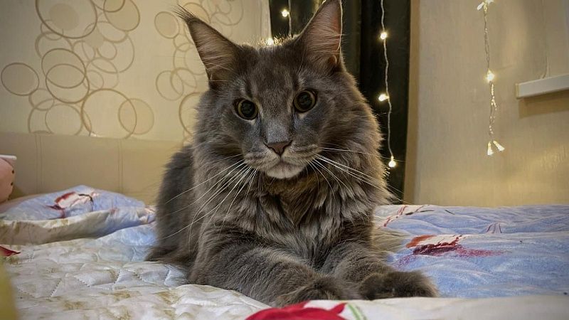 Домашний кот принес хозяину-ученому неизвестный штамм ортореовируса в США