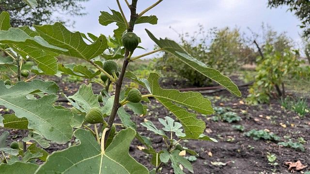 Фото: телеканал «Краснодар»