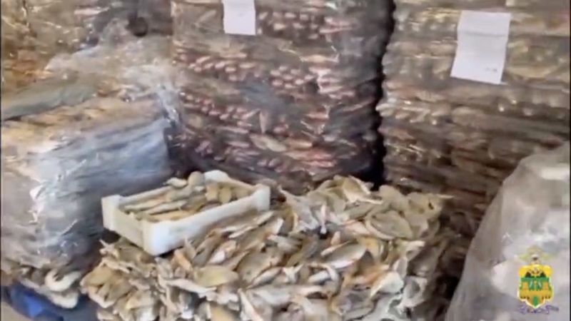 Почти 6,5 тонны нелегальной рыбы нашли у жителей двух районов Кубани