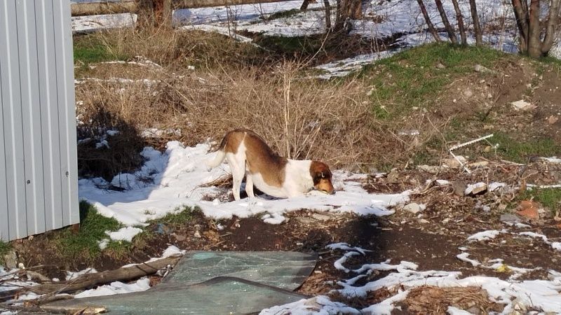 Закон об усыплении бездомных собак приняли в 17 регионах России