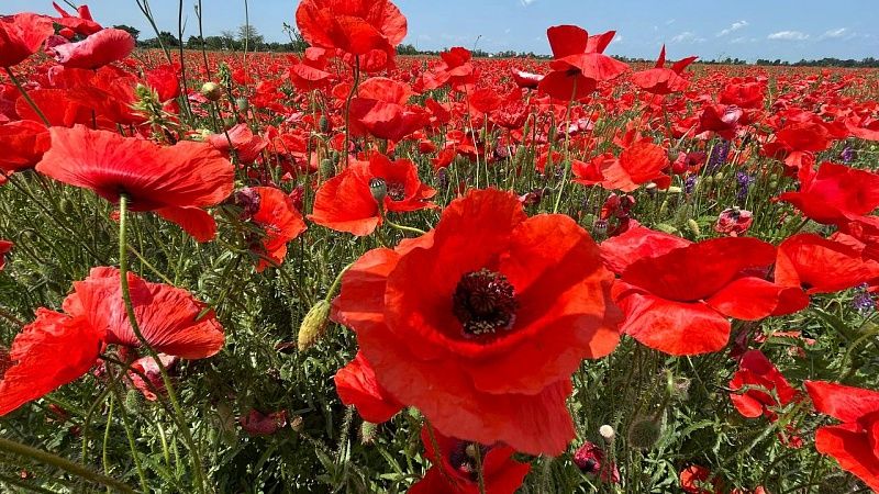 Климатолог Ткаченко рассказал, когда на Кубань придет жара выше +30 градусов