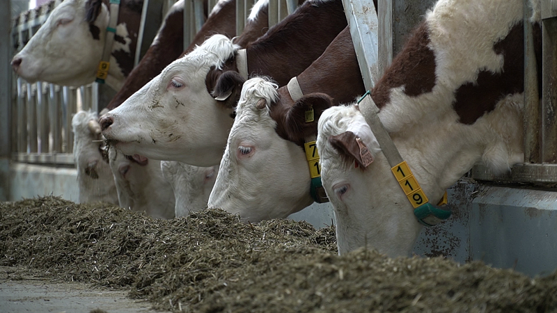 В Краснодарском крае произвели первый миллион тонн молока в 2022 году