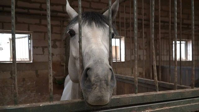 Фото: телеканал «Краснодар»