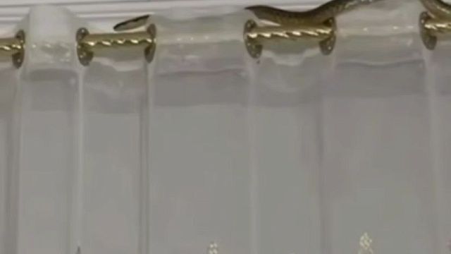 Фото: t.me/shot_shot