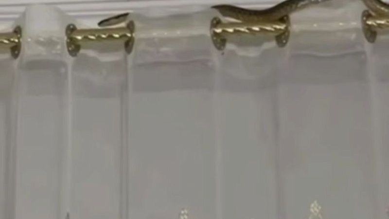 Змея заползла через натяжной потолок в квартиру в Дагестане