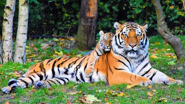 Тигр - один из крупнейших наземных хищников. Фото: pexels.com