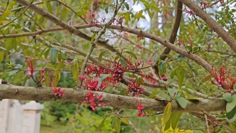 Неделя осталась, чтобы увидеть цветение редкого мирриниума в Сочи