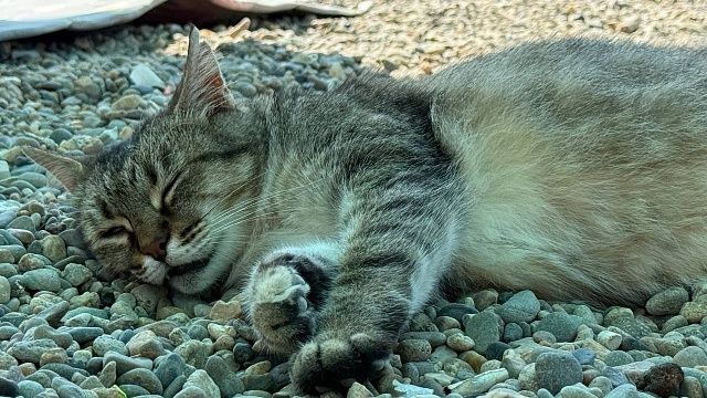 Фото: телеканал «Краснодар»