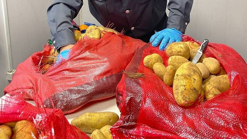 Более 14 тысяч тонн зараженного картофеля ввезли из Египта в порт Новороссийска