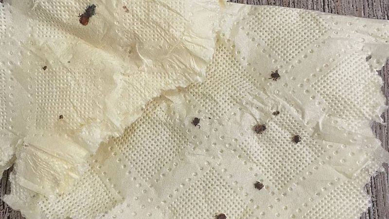 Из-за теплой зимы клещи с анаплазмозом распространились по России