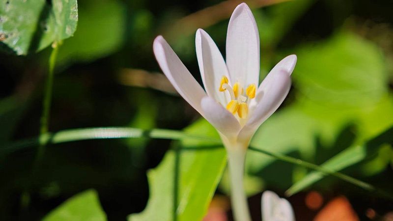 Ядовитый и редкий «собачий лук» зацвел в нацпарке Сочи