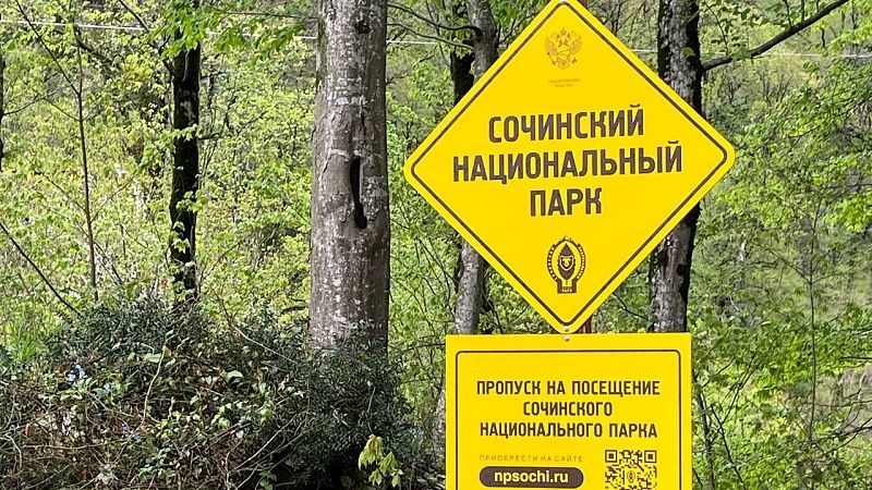 «Голая леди» расцвела в Сочинском нацпарке