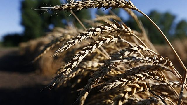 Власти Кубани рассчитывают собрать 14 млн тонн зерновых и зернобобовых культур. Фото: архив телеканала «Краснодар»