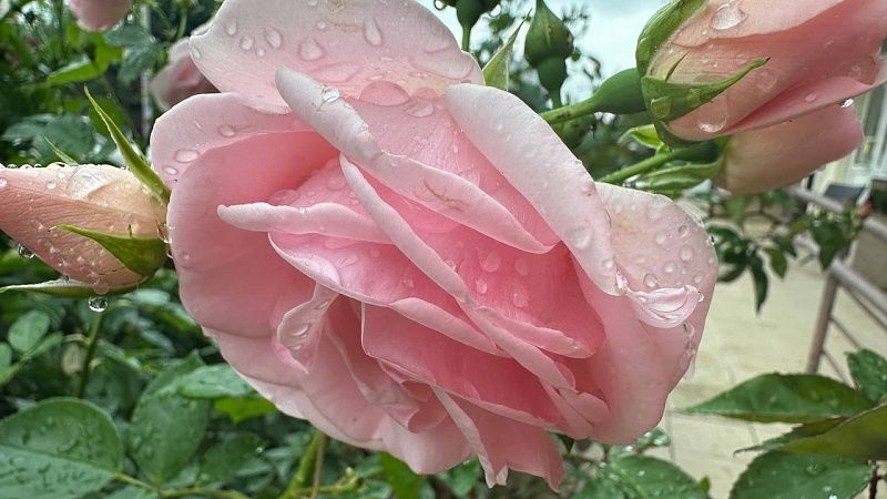 Ненастная погода с ливнями и градом задержится до 24 июня в Краснодарском крае