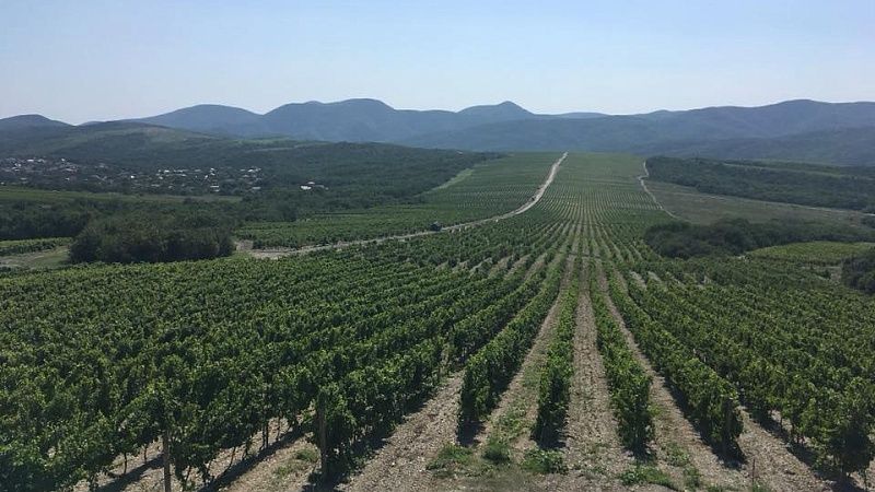 Заморозки не повлияли на состояние виноградников на Кубани 