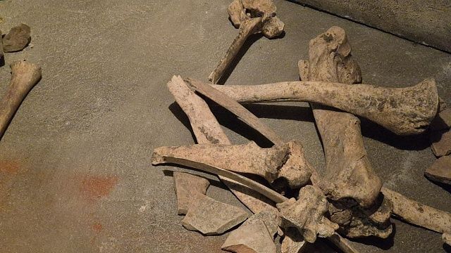 Братскую могилу с останками 89 детей раскопали в Израиле 