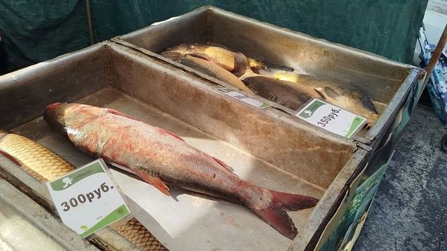 Фото: телеканал «Краснодар»