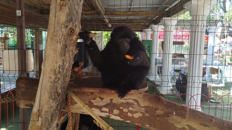 Считавший себя человеком и знавший английский шимпанзе умер в возрасте 44 лет