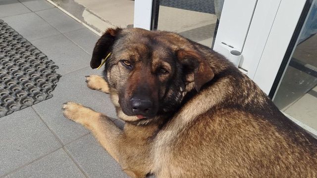 Пес не подпустил прохожих к хозяину, которому внезапно стало плохо в Одинцове