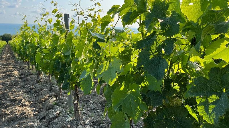 На урожай в 11 тонн ягоды рассчитывают виноградари Новороссийска