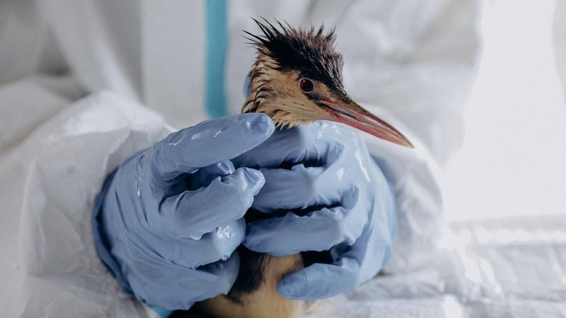 В центрах реабилитации птиц осталось 128 пернатых, спасенных из мазута на Кубани