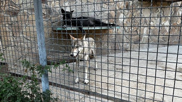 Койот покусал трёхлетнюю девочку в торговом центре Сан-Диего