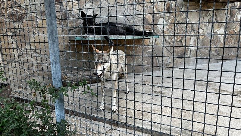 Койот покусал трёхлетнюю девочку в торговом центре Сан-Диего