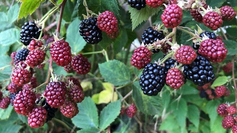 Сбор фруктов и ягод до 200 тысяч тонн в 2026 году в Крыму 