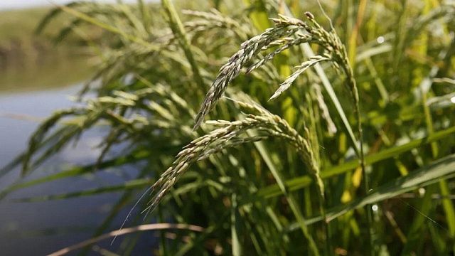 На полях Краснодарского края начали убирать рис