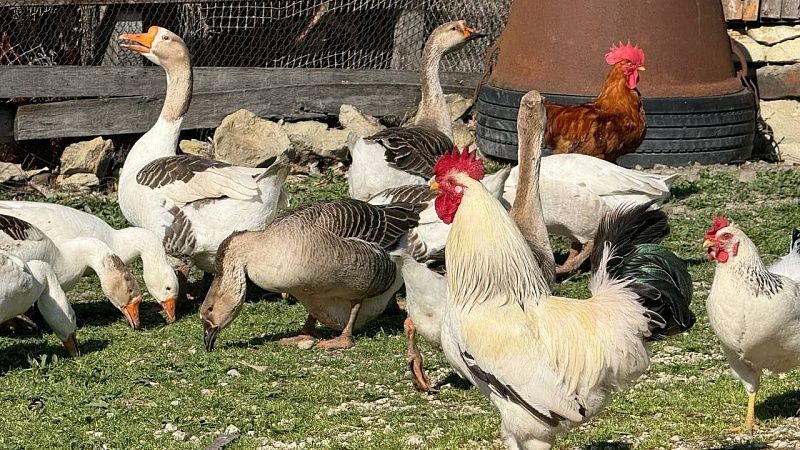 Число имеющих статус главы КФХ предпринимателей снизилось почти на 7% на Кубани