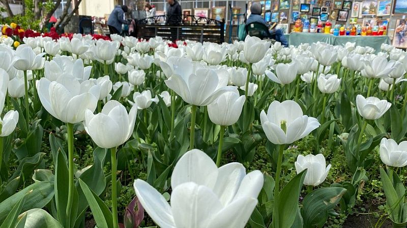 Потепление до +20 градусов и сильный ветер ожидаются в Краснодаре 15 апреля