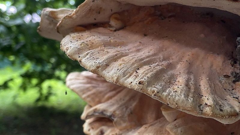 За сбор грибов россиян могут отправить в тюрьму и оштрафовать на миллион 