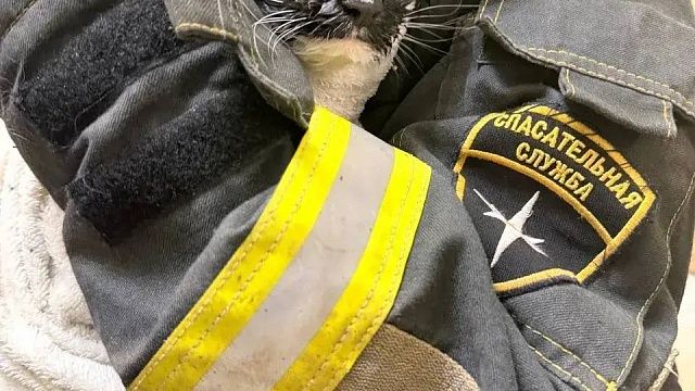 Стиральную машинку с котом внутри случайно запустила жительница Москвы